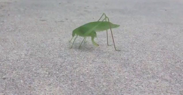 Leaf Bug Drops A Duece