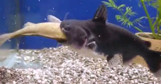 Big Fish Gets Swallowed Whole