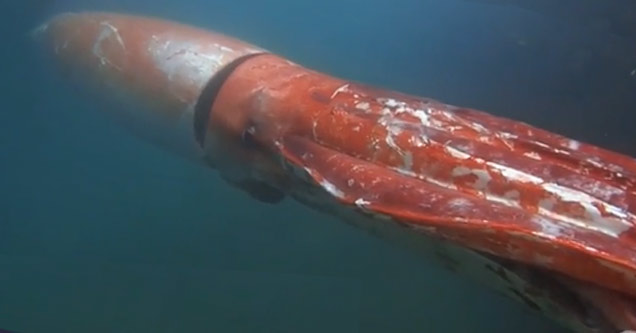 Giant Squid Captured On Camera Swimming Alongside Divers