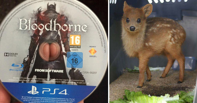 bloodborne cd - Le Andre Senal Are Promotion Bloodhorne Unless Expressly Authose Selain D By See M ened Sony 044975 garaget Ddolby Digital Usk 16 From Software Cusa00207 2012 Software Comer Entertaine .d eisau d by Sony Computer Entertainment Europe Compu