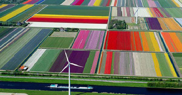 birds view of fields of flowers