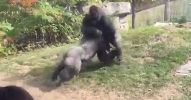 Gorillas Duke It Out In Front Of Kids At The Zoo