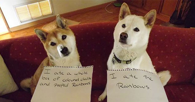 dogs shamed - I ate a whole box of coloured chain and pooped Rainbows I ate the Rainbows.