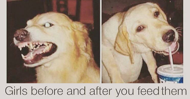 a dog mean and then happy after eating text reads girls before and after you feed them