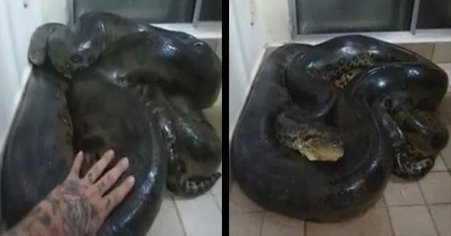 Guy Finds A HUGE Anaconda In His Kitchen