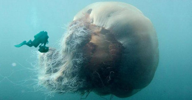 ghost lion's mane jellyfish