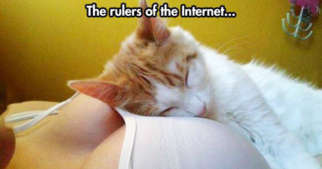 boobs and cat - The rulers of the Internet...