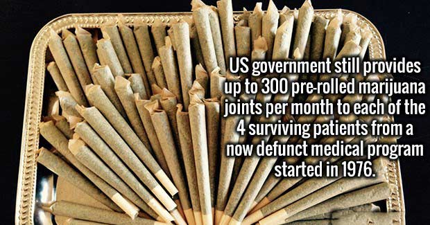 pre rolled joints - Us government still provides up to 300 prerolled marijuana joints per month to each of the 4 surviving patients from a now defunct medical program started in 1976.