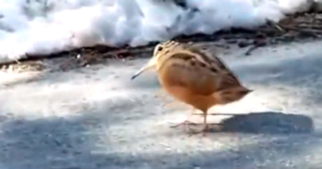 dancing woodcock bird