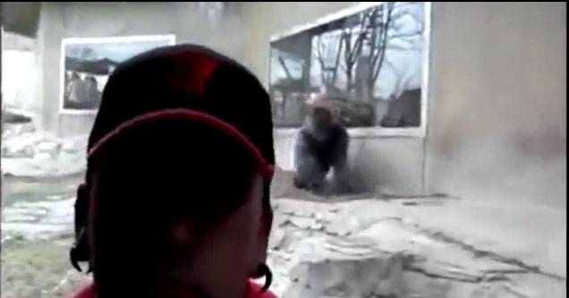 Enraged Gorilla Tries To Attack Zoo Goer Through Glass