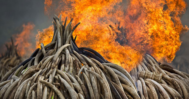 ivory tusk burning