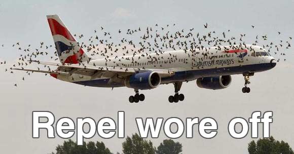 airplane swarmed by birds