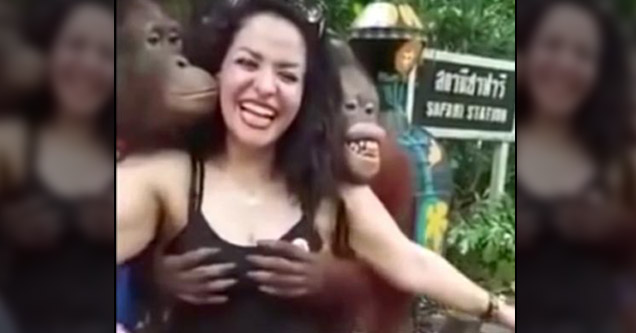 Orangutans Grope Woman As She Poses For Pictures