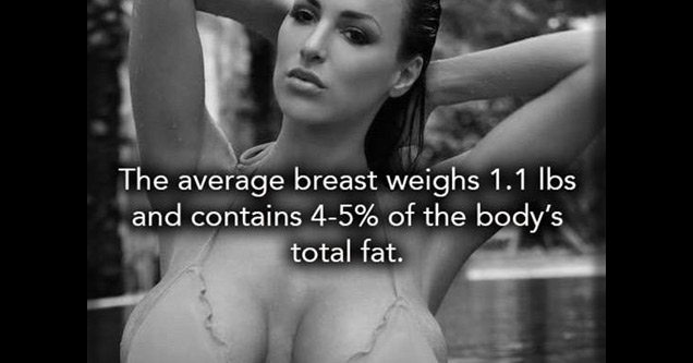 Breast - The average breast weighs 1.1 lbs and contains 45% of the body's total fat.