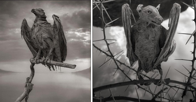 A Terrifying Lake That Turns Birds Into Statues