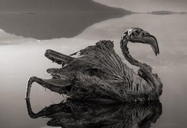 Lake Natron is an insidious ​trap for the birds of northern Tanzania: The terrifying lake turns to stone all birds that are foolish enough to immerse themselves or unlucky enough to fall into its deceptive water.