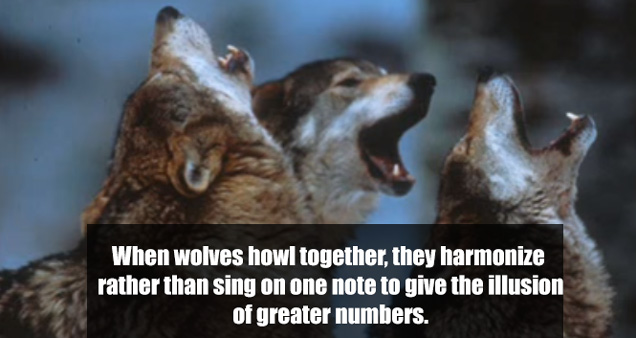 When wolves howl together, they harmonize rather than sing on one note to give the illusion of greater numbers.