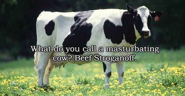 milk comes - What do you call a masturbating cow? Beef Stroganoff.
