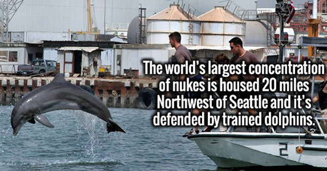 nuclear weapons guarded by dolphins - The world's largest concentration of nukes is housed 20 miles Northwest of Seattle and it's defended by trained dolphins.