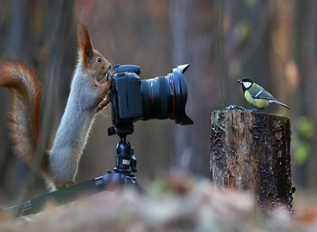 Russian Photographer Captures Adorable Squirrel Photo Shoot - Feels ...