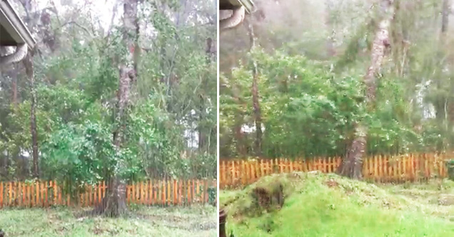 tree in a hurricane