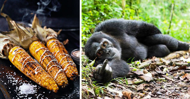 corn and ape lying on the ground