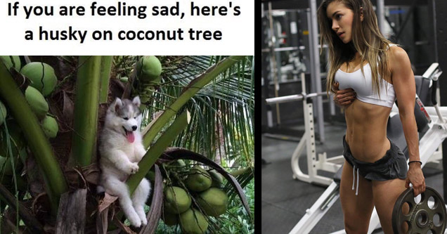 Great meme of a husky in a coconut tree to cheer you up and a girl power lifting