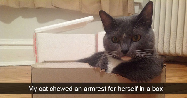 cat snapchats - My cat chewed an armrest for herself in a box