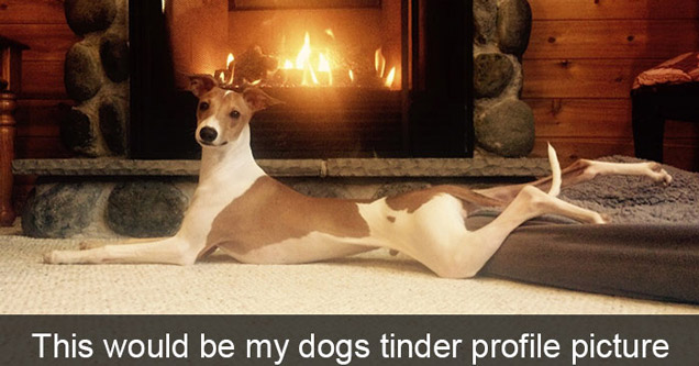 Heartwarming Dog Memes - dog laying near a fireplace for a tinder pic