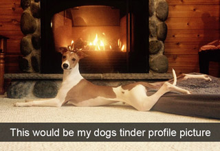 It's impossible not to laugh at these ridiculous doggos. And the only thing better than these <a href=https://cheezburger.com/3294981/50-dog-bios-that-will-remind-you-of-everyone-you-know>hilarious pupper bios</a> that will have you reminiscing about who exactly they remind you of. Some of them are way too close for comfort.<br><br>
When life gives you lemons, and all you want to do is make some lemonade, remember that you can always rely on some <a href=https://cheezburger.com/5408517/19-wholesome-dog-memes-that-are-too-pure>wholesome dog memes </a>to help you get a spark of positivity to get yourself out of your funk. But rejoice! The weekend is almost upon you, it's Thursday, and that means you are finally over the hump and all that remains is to survive your last work day. And in order to help you make this a reality, we have these <a href=https://cheezburger.com/7872517/36-hot-doggy-dog-memes-for-a-paw-sitive-thursday>pawsitive puppers</a> that will turn your frown upside down and let you breeze through the day.