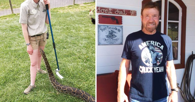 snake near a persons crotch area  | chuck norris a los 79 años