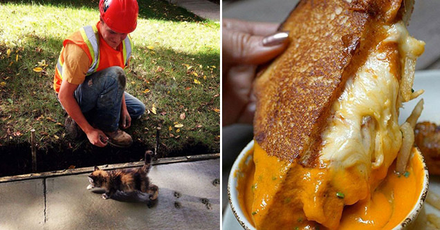 kitten walking on wet cement and cheesy sandwich