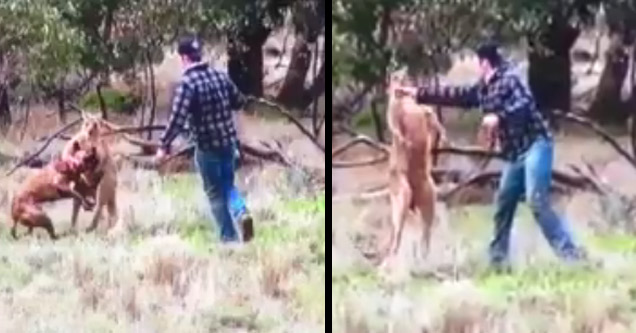 boxing a kangaroo to save the dog