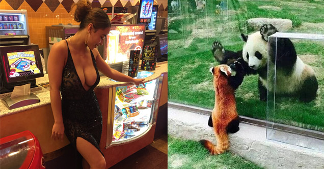 stacked cleavage | red panda and giant panda