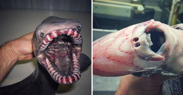 creepy creatures from the deep sea