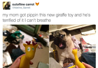 You're barking up the right tree if you're looking for a laugh. Take a look back at some golden oldies of the best doggo tweets from the year our favorite orange Twitter troll came into the limelight even more than before. While your at it, these <a href=https://cheezburger.com/2048261/30-dog-memes-for-a-positive-day-puppers-included>positive puppers</a> or these <a href=https://cheezburger.com/5408517/19-wholesome-dog-memes-that-are-too-pure>saintly dogs</a> are both great ways to get the good vibes flowing early. I wonder what would happen if we could understand dogs as much as they understood us. In the same year this list came out, scientists first proved concretely that <a href=https://www.bustle.com/p/do-dogs-understand-us-a-new-study-shows-how-dogs-process-language-12426965>dogs can understand</a> what we are telling them, which means that they may just be ignoring our dumb requests and we are being played big time. 
<br><br>
Want to guffaw and howl with laughter? (or at the moon that works too) Then make sure not to miss these <a href=https://cheezburger.com/5136389/21-dog-memes-that-will-have-you-laughing-for-hours>hilarious dogs</a> that will have you laughing for the whole day.