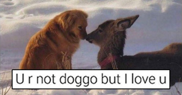 wholesome animals - Ur not doggo but I love u