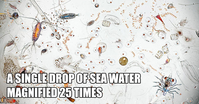 drop of seawater under microscope