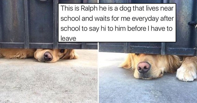 Wholesome meme of Ralph the dog who waits for me everyday after school to say hi