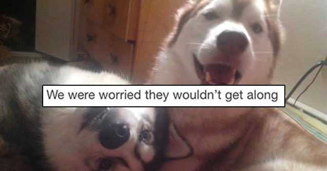 funny tumblr dogs