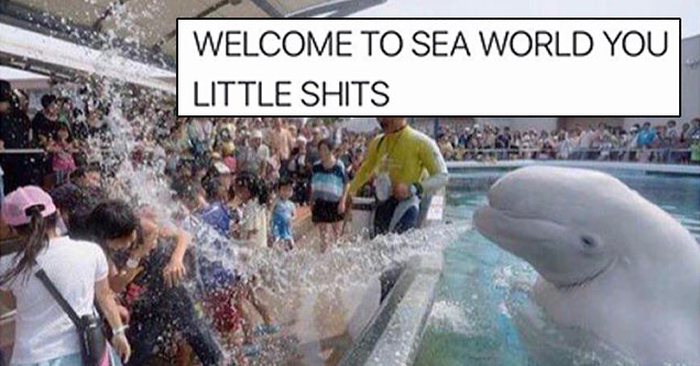 seaworld memes - Welcome To Sea World You Little Shits