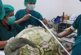 Vets rescue a sea turtle that had eaten almost 1000 coins!