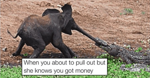 savage meme about girls who know you have money going after you like this crocodile going after this elephants trunk