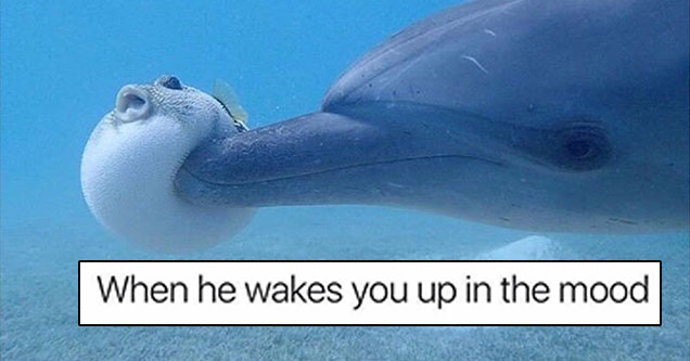 memes - boop meme dolphin - When he wakes you up in the mood Dolphin Watch Alliance Angela Ziltenet Dolphin Watch Alliance