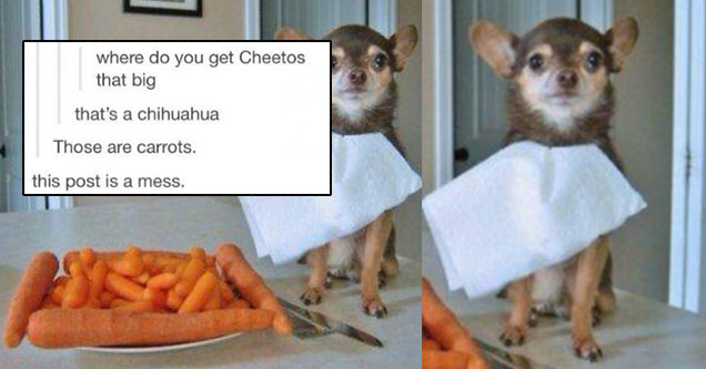 tumblr - post is a train wreck - thehealthywarrior miamiacoda swaysclothingline asaawhiteperson where do you get Cheetos that big that's a chihuahua Those are carrots. this post is a mess.