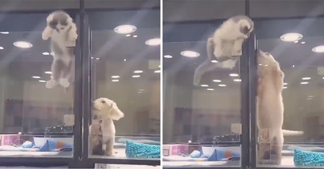 cute little kitten climbing out of her display being watched by an even cutter puppy