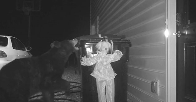 a black bear breaking into a trash can