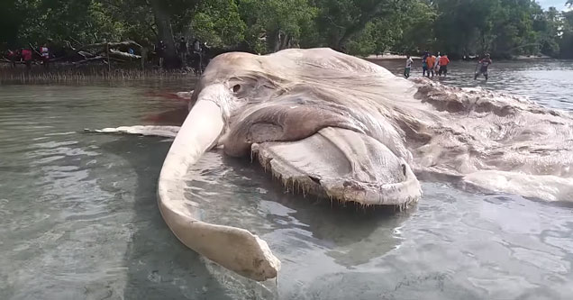 bizarre looking dead animal on a beach in indonesia