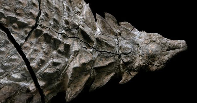 dinosaur fossil found in canada