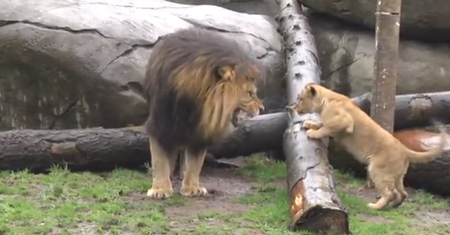 Male lion meets his cubs for the first time